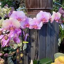 Orchid Phalaenopsis Optistar Yoko Rose 2spike