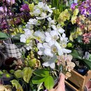 Orchid Phalaenopsis White multi. 3 branch