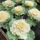 Ornamental Cabbage Round White