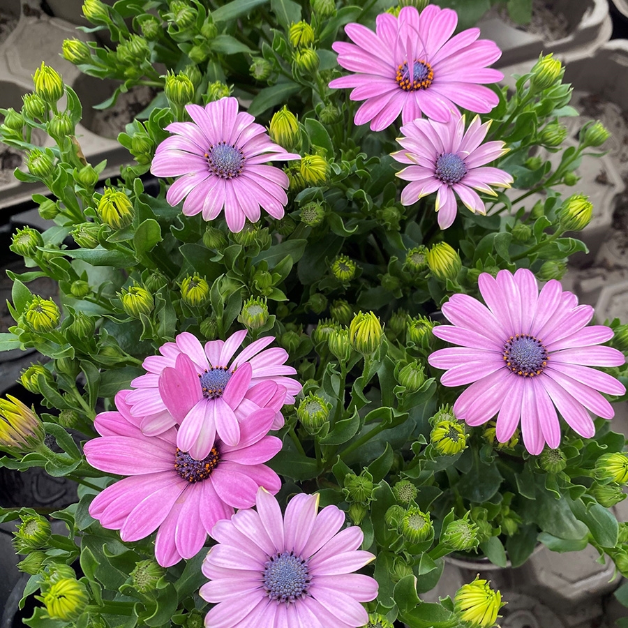 Osteospermum Dalina® Pink - Knights Garden Centres