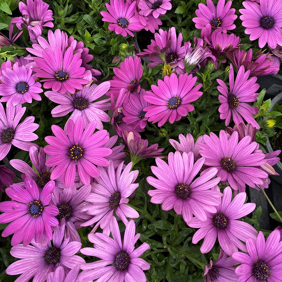 Osteospermum Lavender 1 Litre Pot - Knights Garden Centres