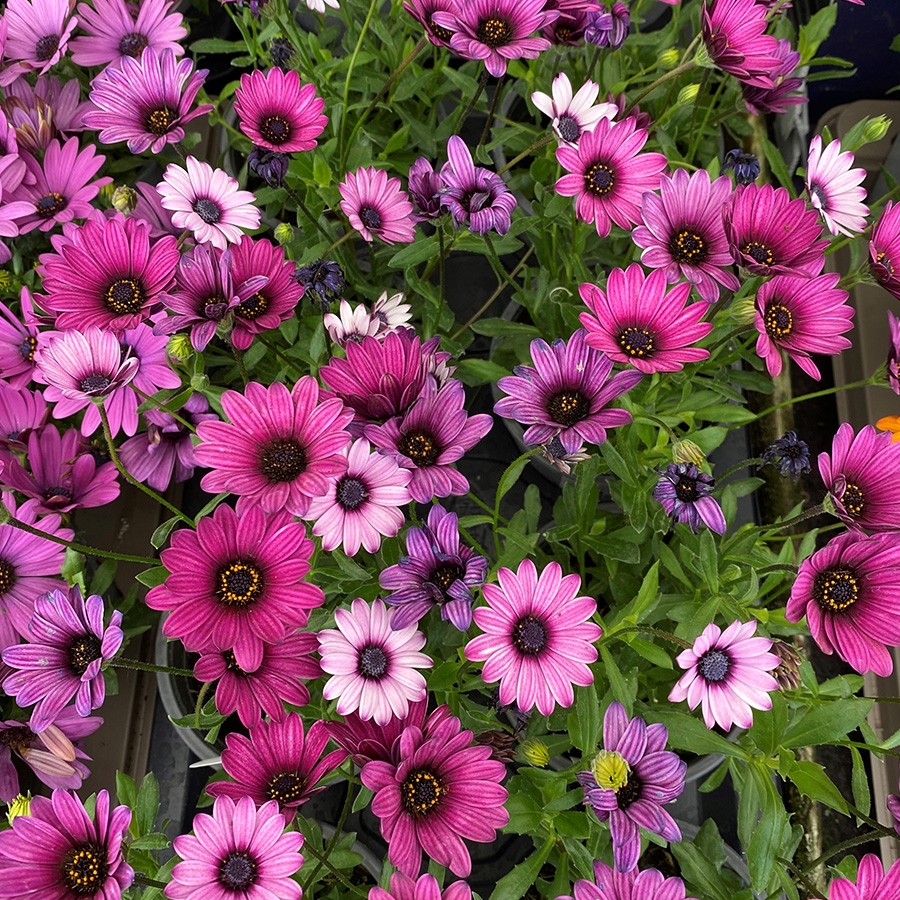 Osteospermum Linda 1 litre pot - Knights Garden Centres