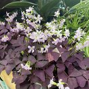 Oxalis trian. 'Mijke'