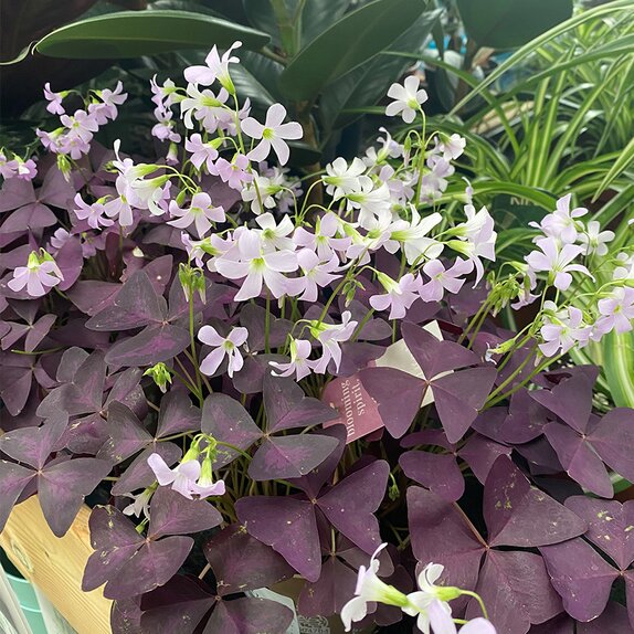 Oxalis triangularis 'Mijke'