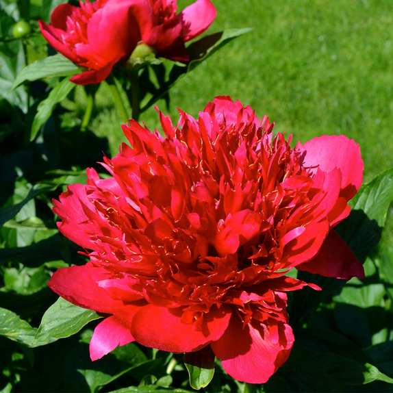 Paeonia (Peony) Many Happy Returns - Knights Garden Centres