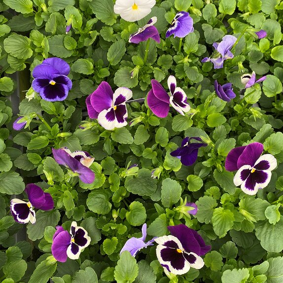 Pansy Delta Blackcurrant Cheesecake 20 pack