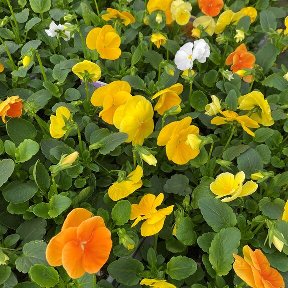 Pansy Delta Citrus Mix 20 pack