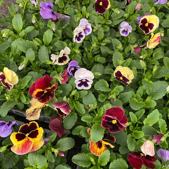 Pansy Delta Fruits of Forest 20 pack