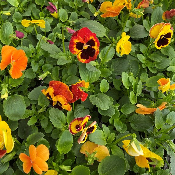 Pansy Delta Inferno Mix (Trifle) 20 pack