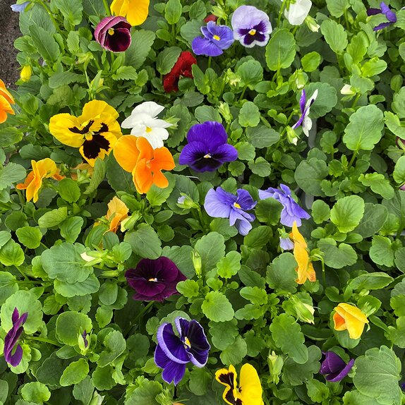 Pansy Delta Tutti Frutti 20 pack