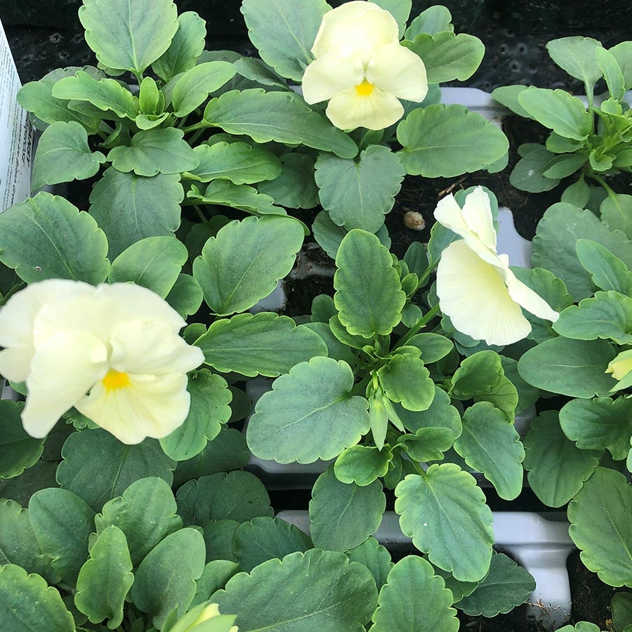 Pansy Primrose 6 pack - Knights Garden Centres