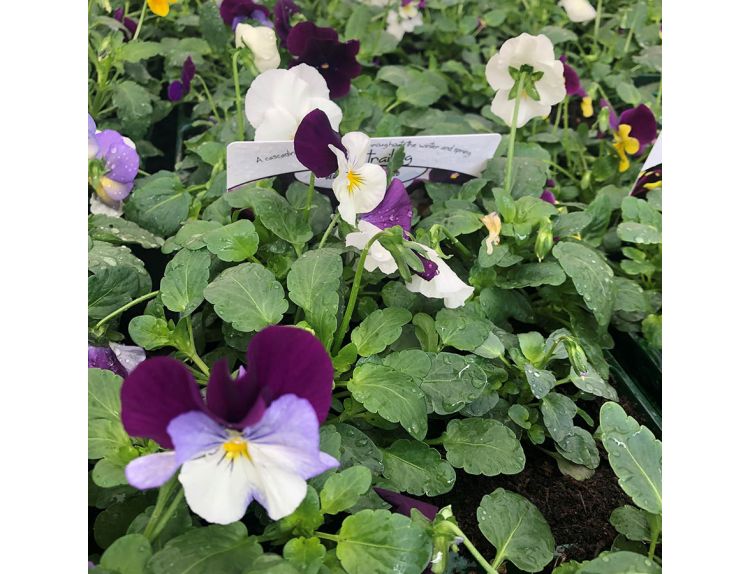 Pansy Trailing Berries & Cream Mixed Jumbo 6 pack