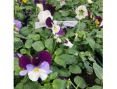 Pansy Trailing Berries & Cream Mixed Jumbo 6 pack