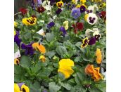 Pansy Trailing Mixed Jumbo 6 pack