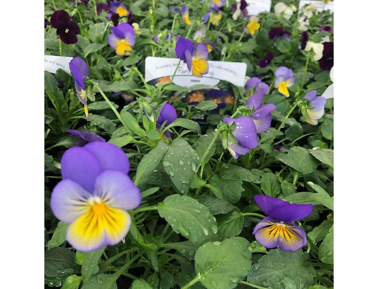 Pansy Trailing Morpho Jumbo 6 pack