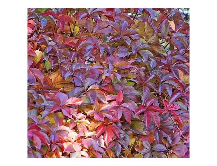 Parthenocissus henryana 3 litre pot