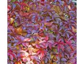 Parthenocissus henryana 3 litre pot