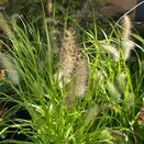 Pennisetum Hameln Gold