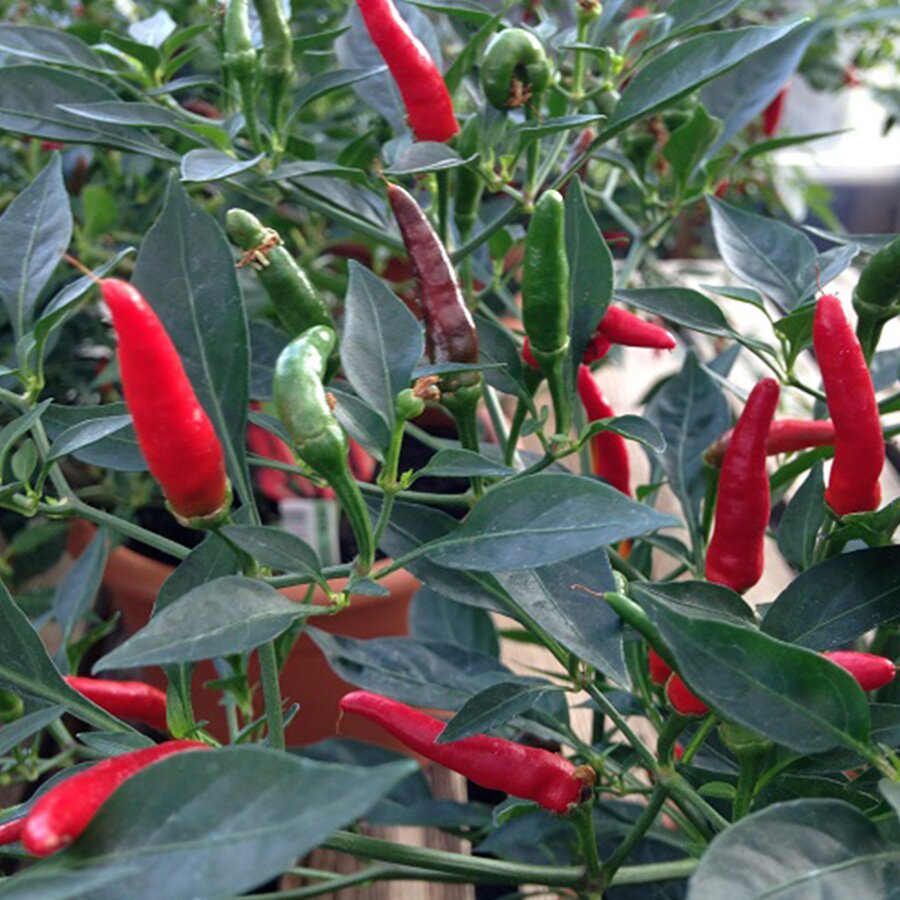 Pepper Demon Red 9cm pot - Knights Garden Centres