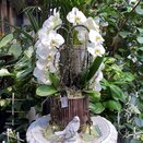 Phalaenopsis arrangement Fontano Versailles