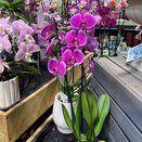 Phalaenopsis hybrid Fontain