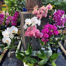 Phalaenopsis hybrid in varieties