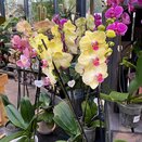 Phalaenopsis hybrid Yellow