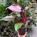 Philodendron Pink Princess 9cm pot - image 2