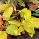 Philodendron Prince of Orange