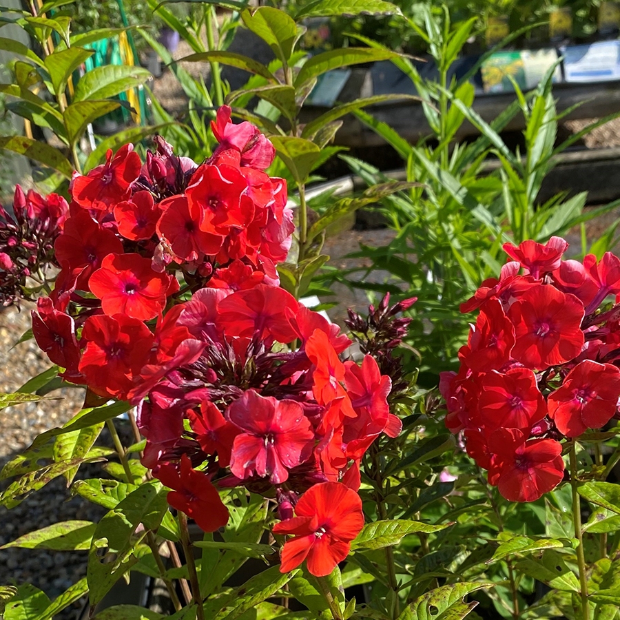 Phlox Orange Perfection - Knights Garden Centres