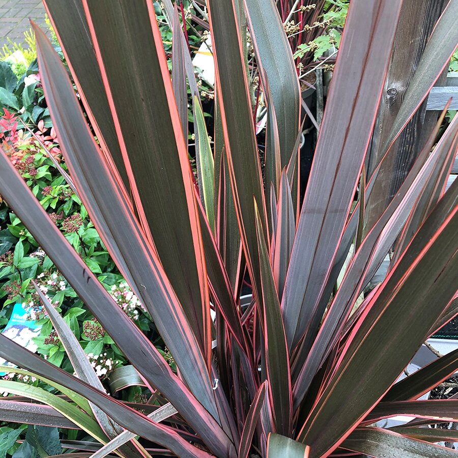 Phormium 'Rainbow Queen' - Knights Garden Centres