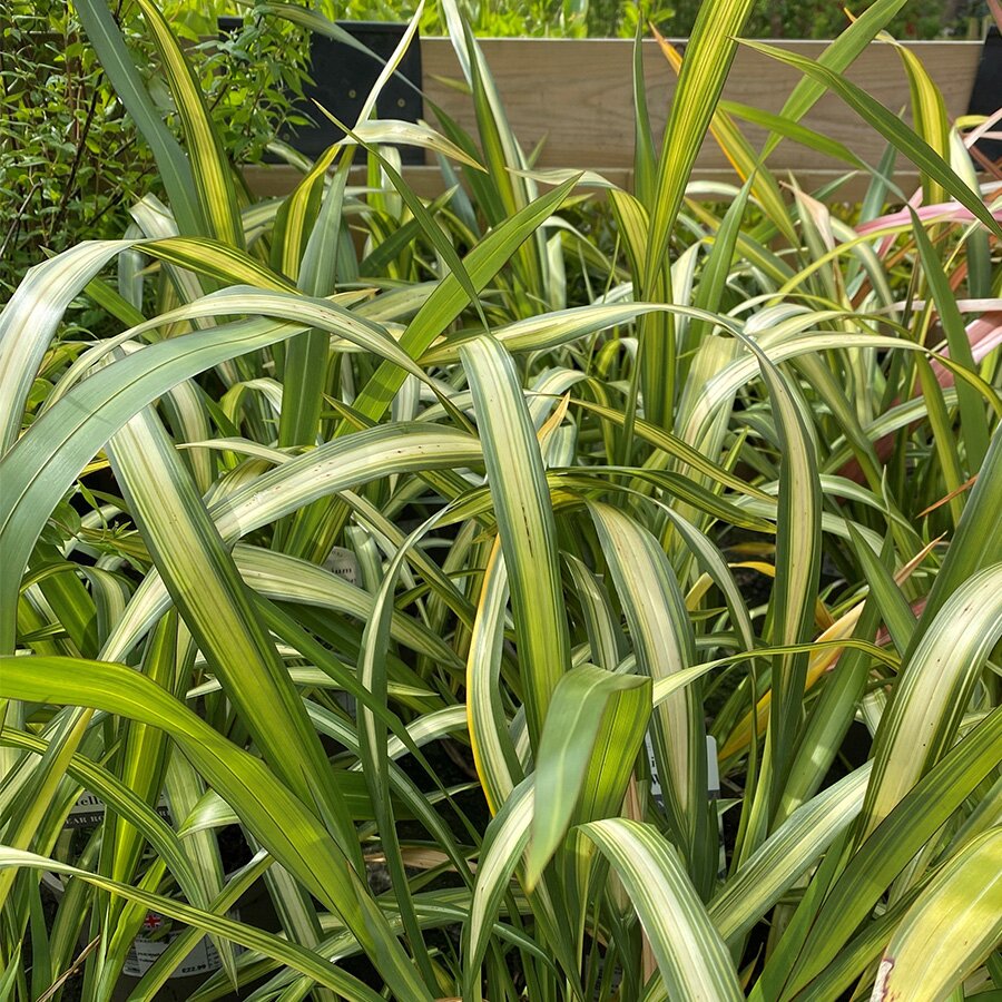 Phormium Yellow Wave - Knights Garden Centres