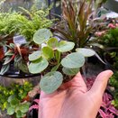 Pilea peperomoides 5.5cm pot - image 1