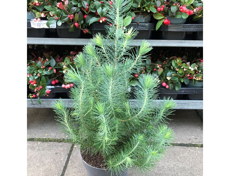 Pinus pinea silver crest описание