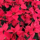 Poinsettia Hot Pink 10.5cm pot