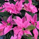 Poinsettia J'Adore Pink 1 litre pot