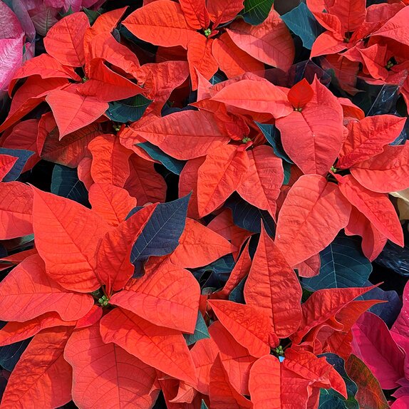 Poinsettia Orange 10.5cm pot