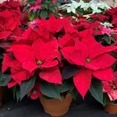 Poinsettia Red 25cm pot