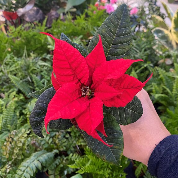 Poinsettia Red 7cm pot - image 1