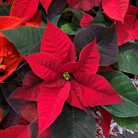 Poinsettia Red 7cm pot - image 2