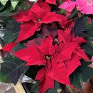 Poinsettia Red 7cm pot - image 3