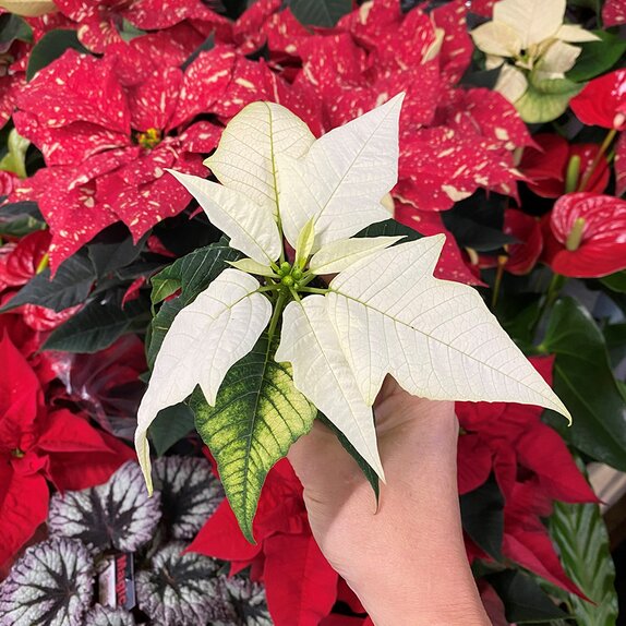 Poinsettia White 7cm pot - image 1