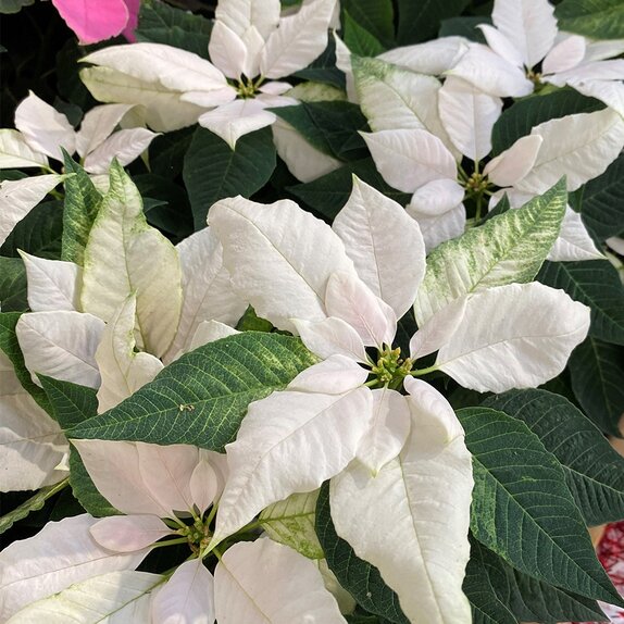 Poinsettia White 7cm pot - image 2