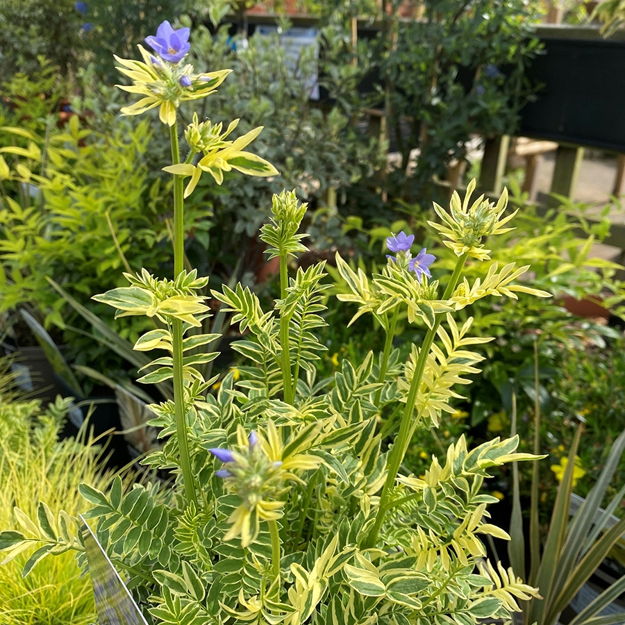 Polemonium Brise D'anjou - Knights Garden Centres