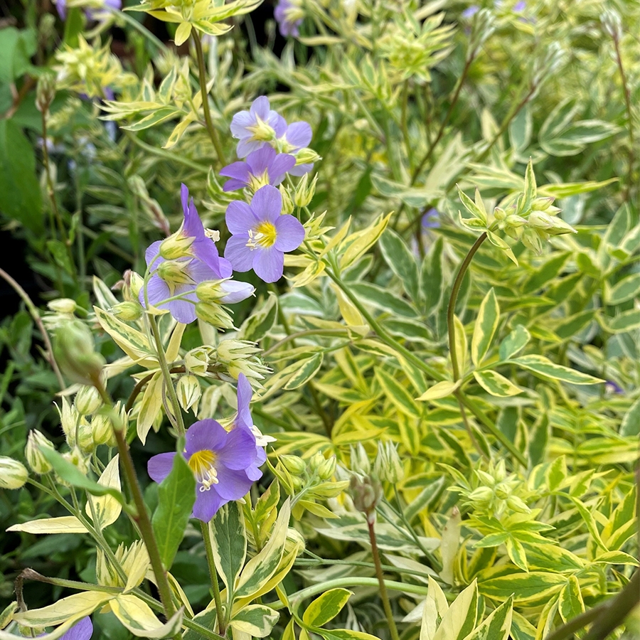 Polemonium Golden Feathers Knights Garden Centres