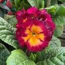 Polyanthus Showstopper Calypso