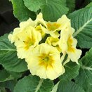 Polyanthus Showstopper Cream