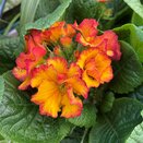 Polyanthus Showstopper Fire Dragon