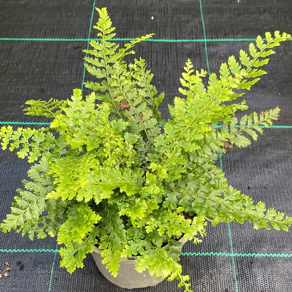 Polystichum Herrenhausen