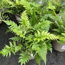 Polystichum Rigens